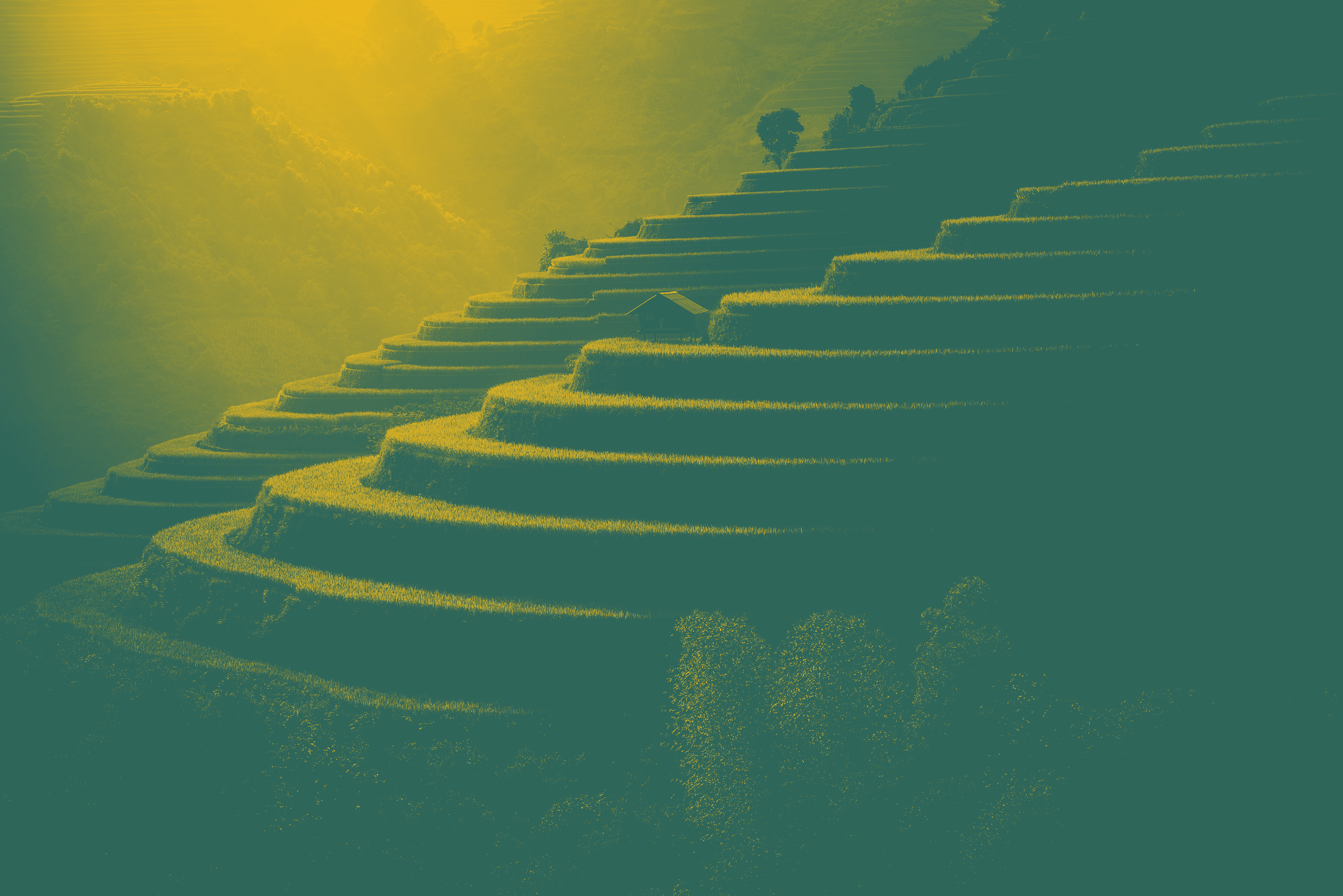 Groei en indicatoren