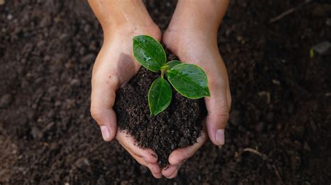 Wat is een ‘regeneratieve economie’?